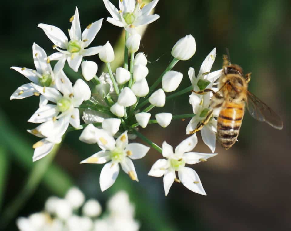 garlic chives little flowers are a shining meal for pollinators