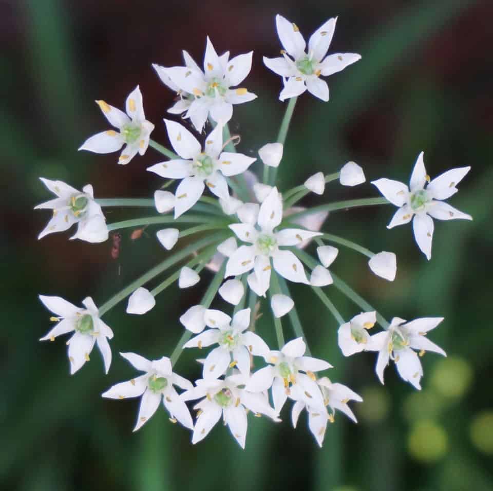 a starburst of blossoms, garlic chives flower detail
