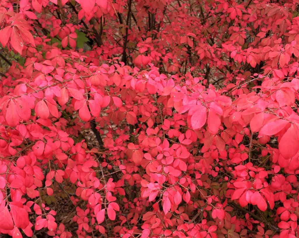burning bush by Eric Hunt, Flickr photos