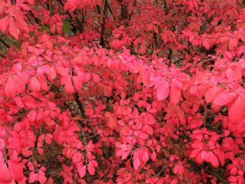 burning bush by Eric Hunt, Flickr photos