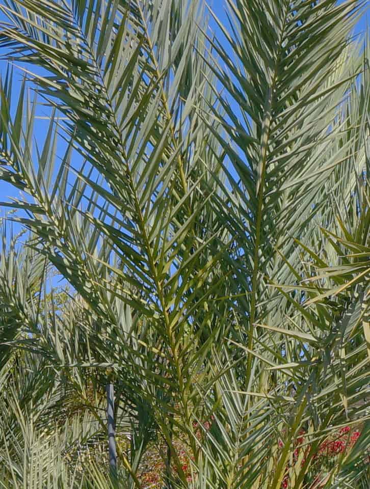 palm branches like those used in the Feast of Tabernacles festivities - wanderer, come home