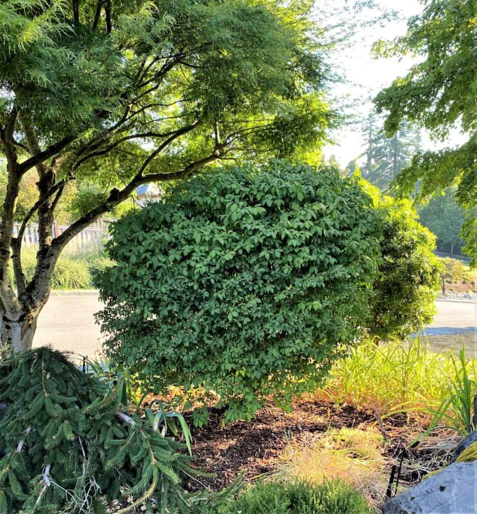 burning bush is a dull, nondescript green through spring and summer