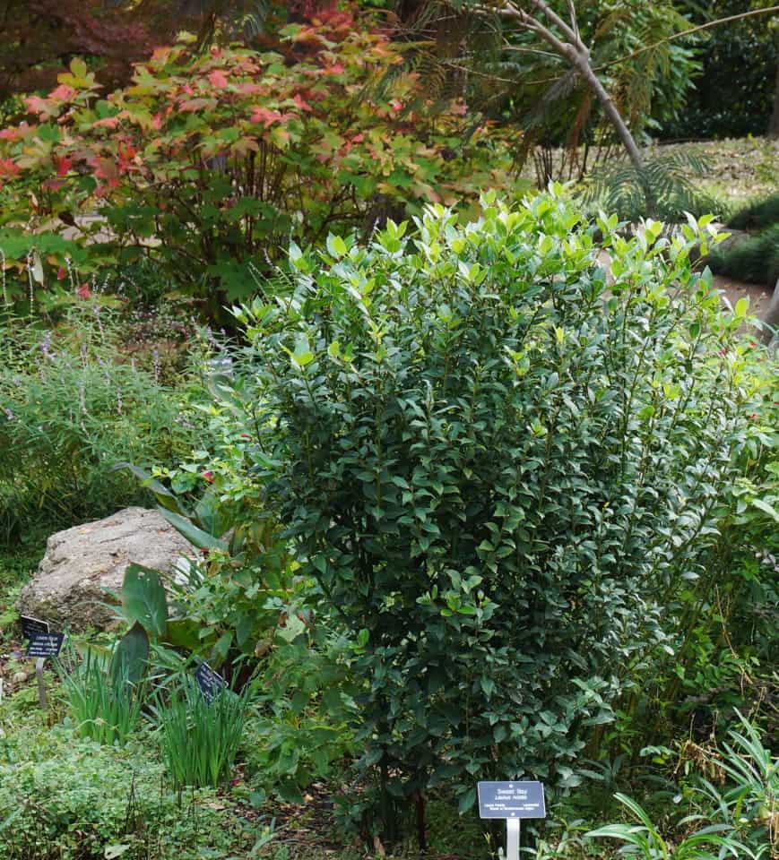 discover this bay laurel tree at the Fort Worth Botanic Garden