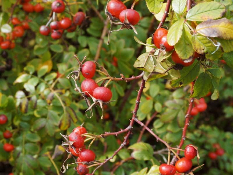 rose hips discovered on a Thanksgiving walk at Fort Worth Botanic Garden