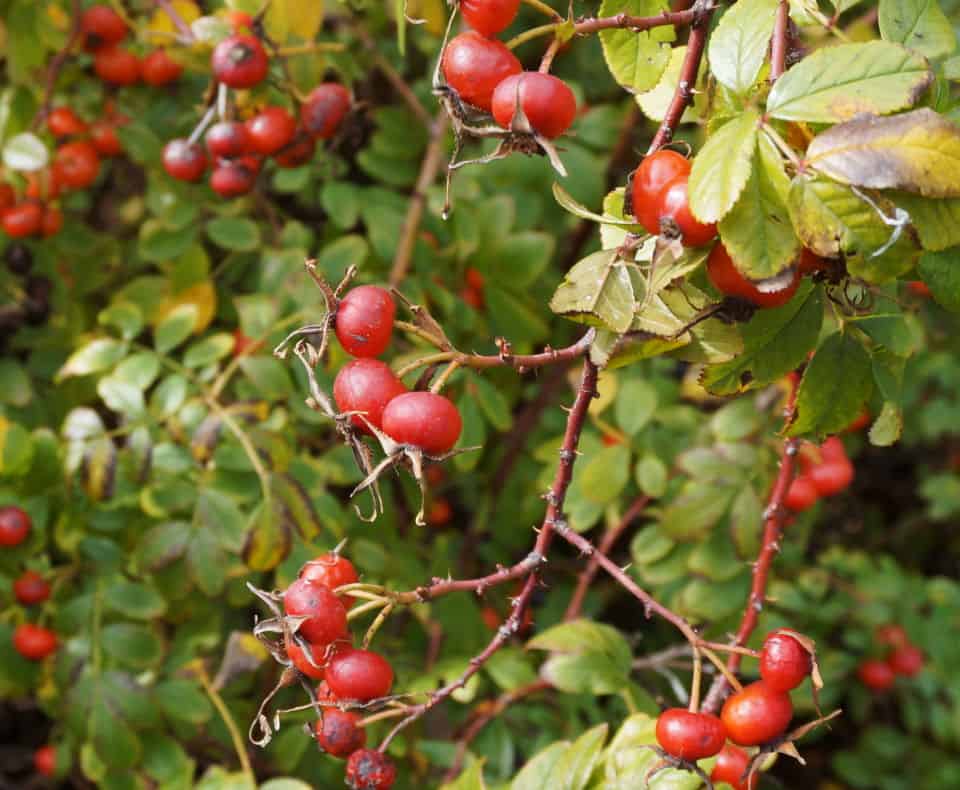 rose hips discovered on a Thanksgiving walk at Fort Worth Botanic Garden