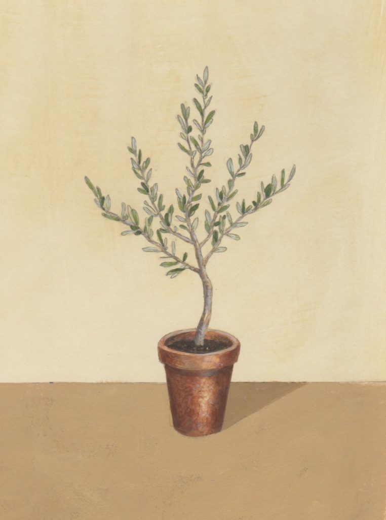Potted olive tree illustration from My Father is the Gardener, Devotions in Botany and Gardening of the Bible