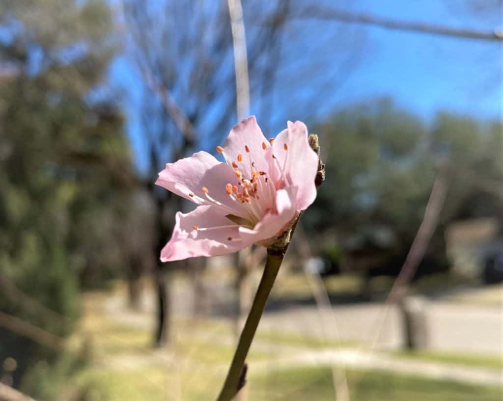 first almond blossom on our tree! Enjoy more Spring News from the happy old year in Garden in Delight newsletters