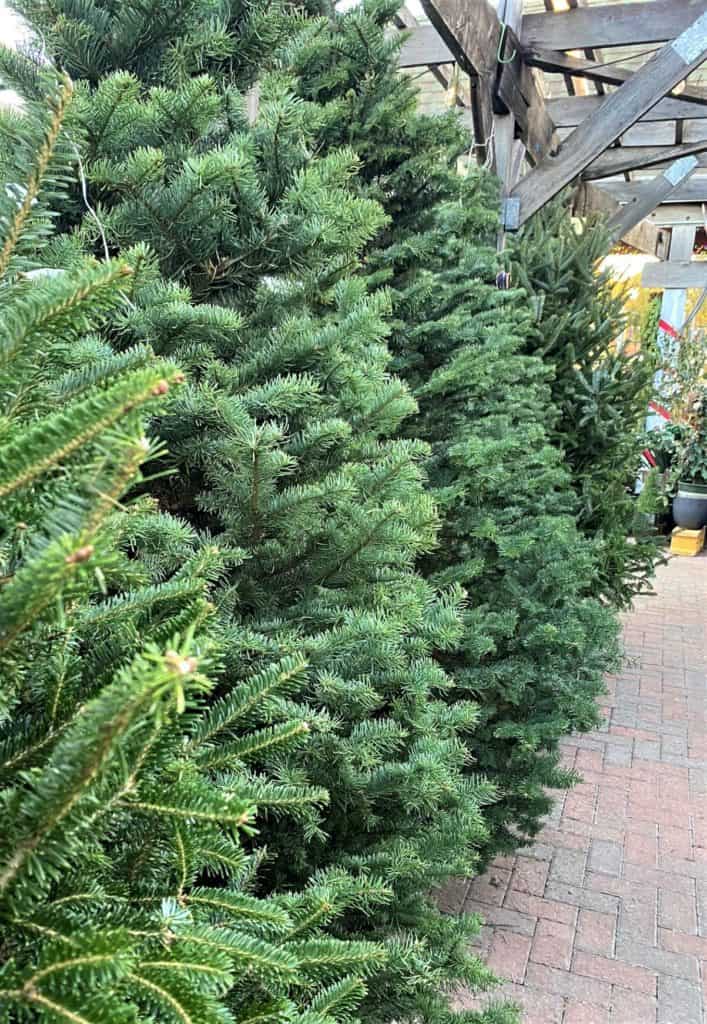 enter into God's forest of praise when you go to the Christmas tree lot!