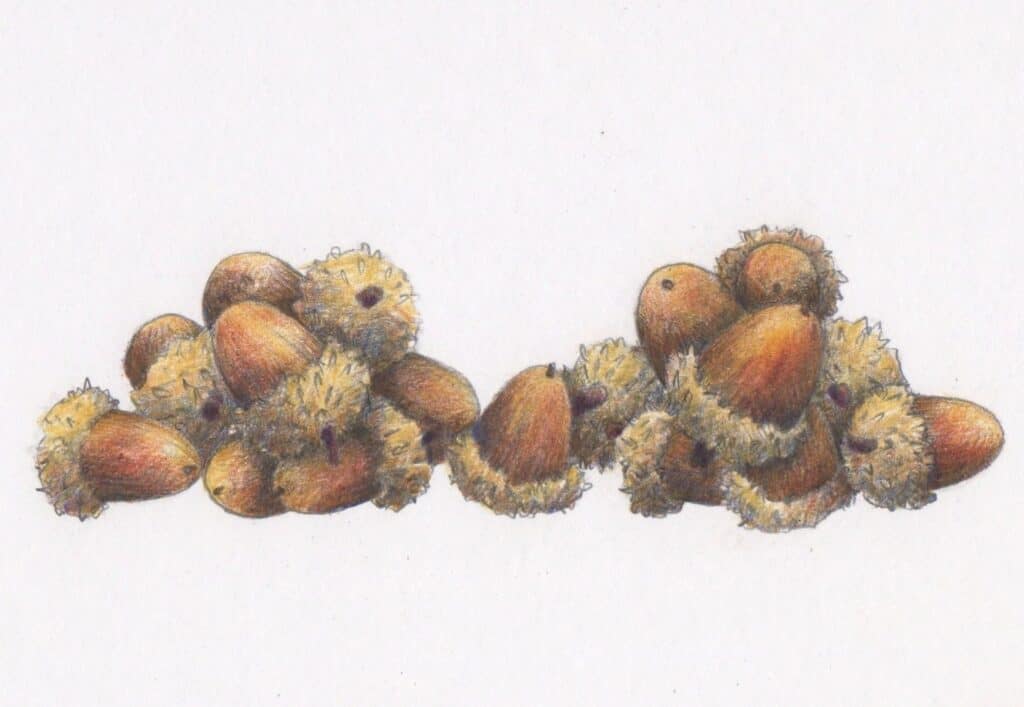 acorns from oak trees drawing by Layla Luna from My Father is the Gardener copyrighted material permission required