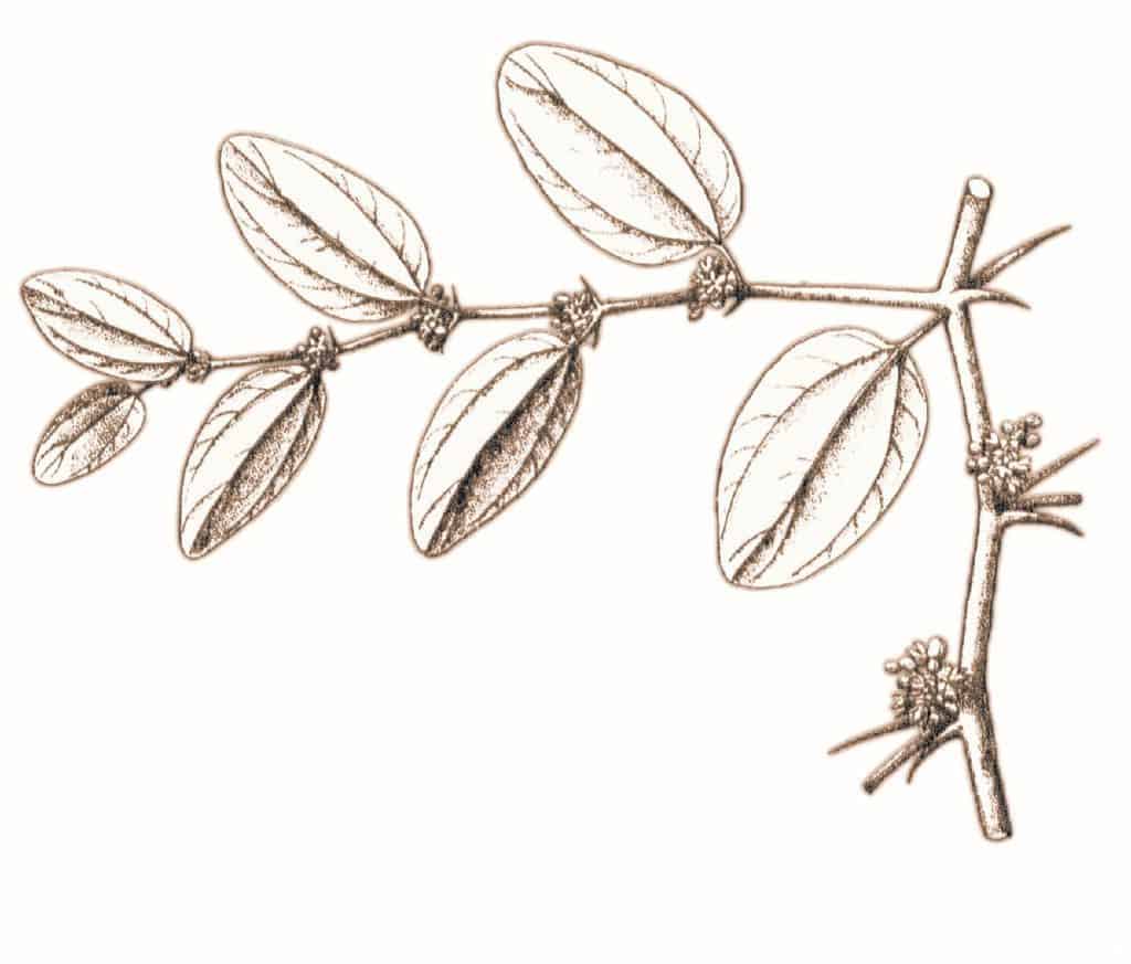 historical rendering of Ziziphus spina christi, Christ thorn