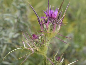 thistles and thorns in the Bible connect to the garden work of preparing the soil