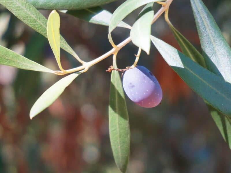 olive and oak trees in the Bible teach us about choosing