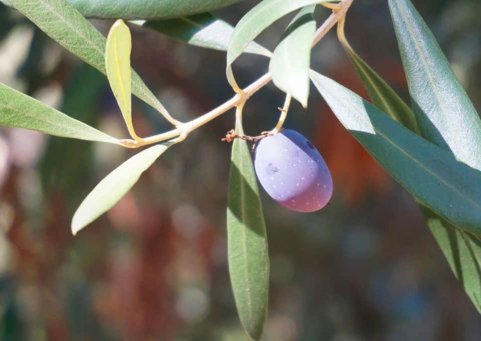 Choosing & Olive and Oak Trees - Garden In Delight