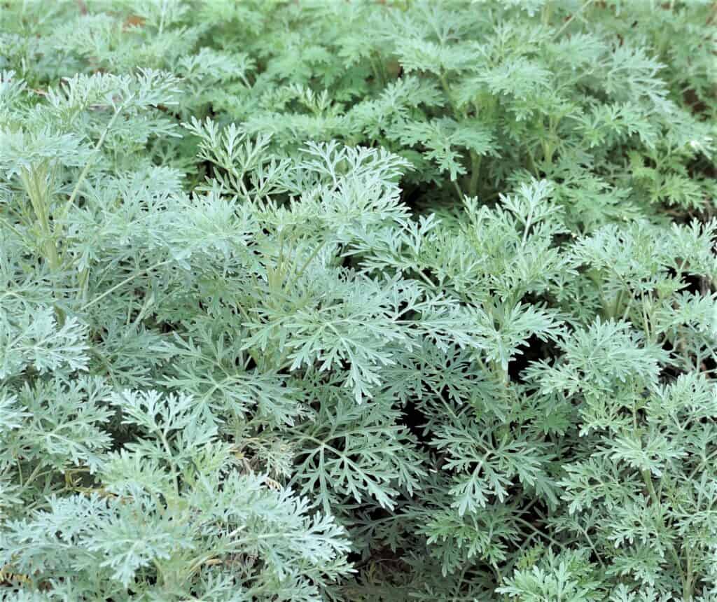 Artemisia 'Powis Castle' a perennial plant similar to wormwood of the Bible