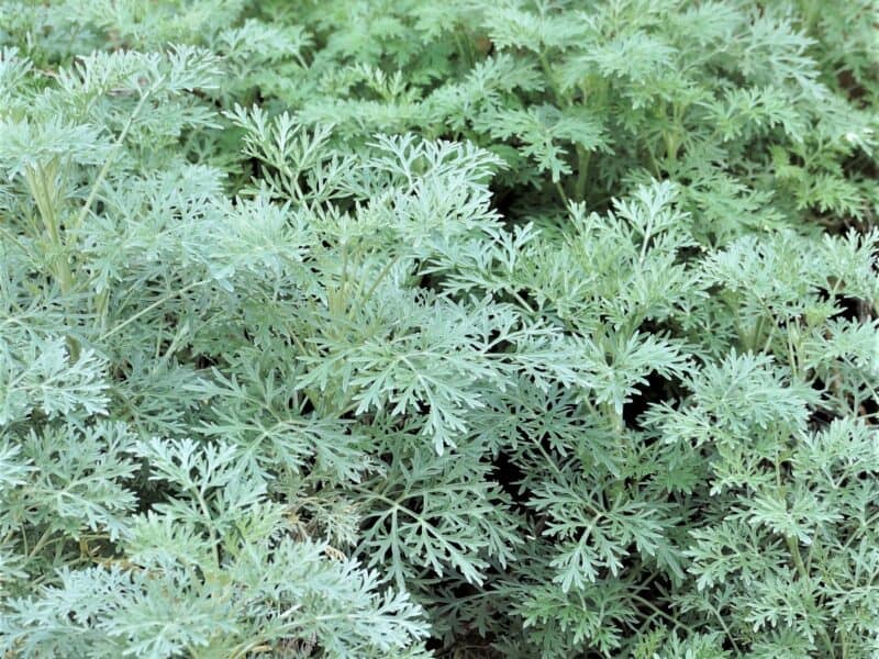 Artemisia 'Powis Castle' a perennial plant similar to wormwood of the Bible