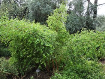 Christ thorn Ziziphus spina-christi full shrub San Antonio Botanical Garden Sacred Garden