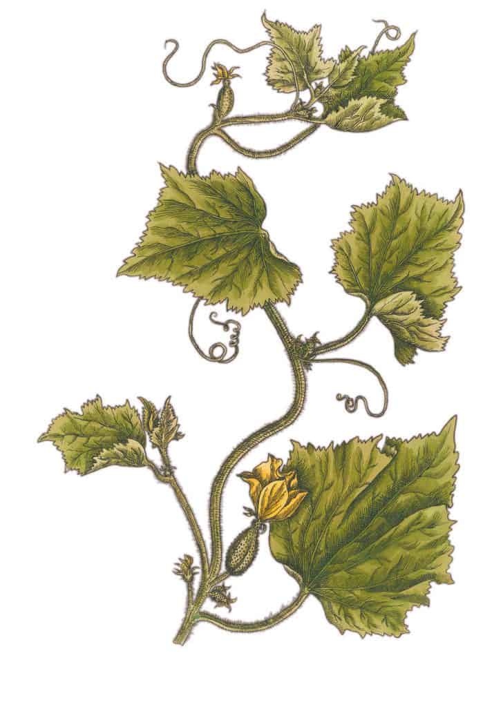 Cucumber vine botanical illustration by Elizabeth Blackwell featured in My Father is the Gardener 