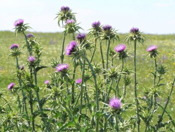 Syrian thistles in Spain photographed by Dave Milsom FLickr.com