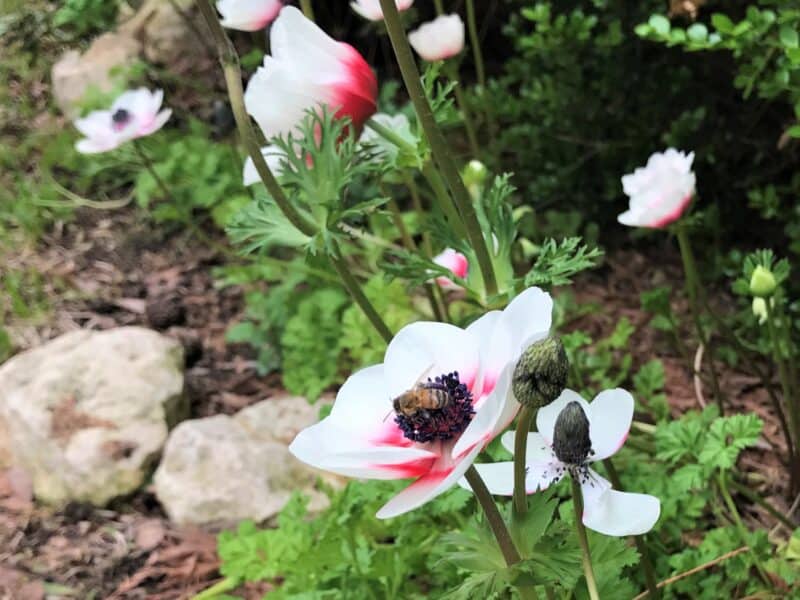crown anemones in a Texas garden border with a bee