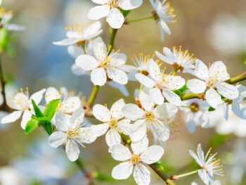 apple and apricot trees provide a pruning mystery in God's Word