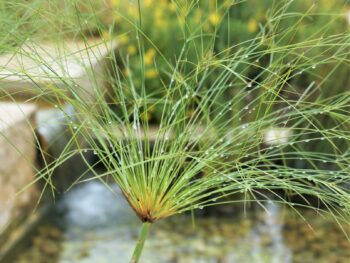 papyrus well-watered by raindrops at San Antonio Botanical Garden