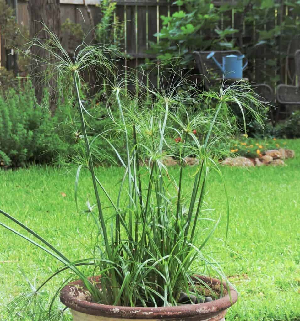 King Tut papyrus cultivar in a Texas garden pot