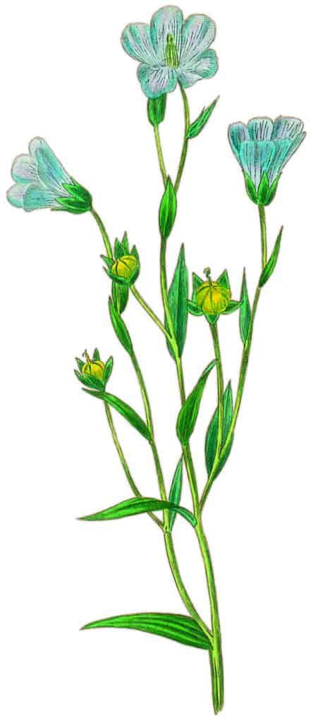 Flax flowering stalk botanical rendering reproduced in My Father is the Gardener