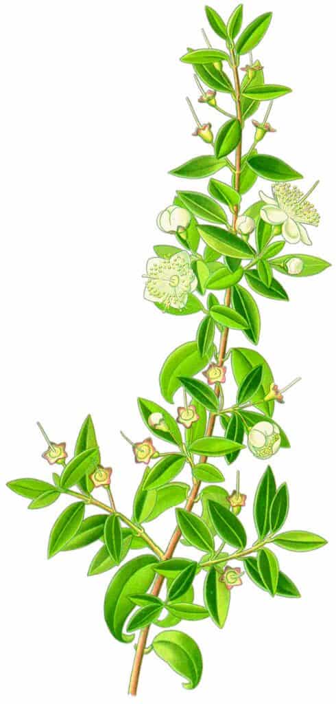 branch of myrtle, myrtus communis, botanical rendering reporduced in My Father is the Gardener