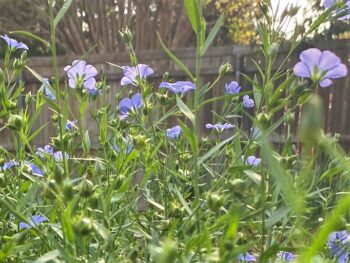 flax flowers in a home garden
