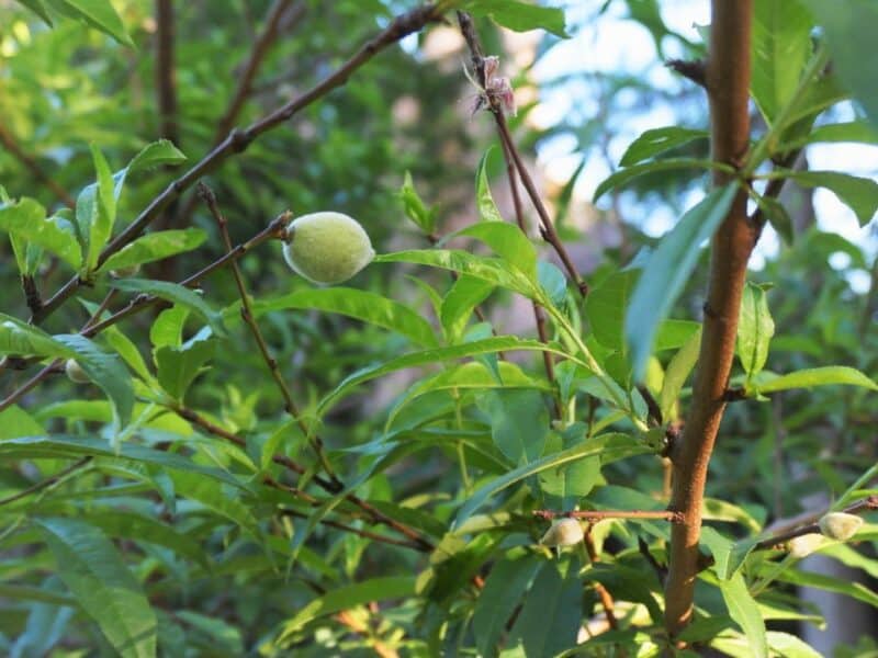 Where can wisdom be found? Not in this almond tree!