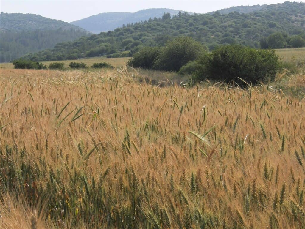 wheat harvest preparing for Pentecost in the Valley of Elah, Israel