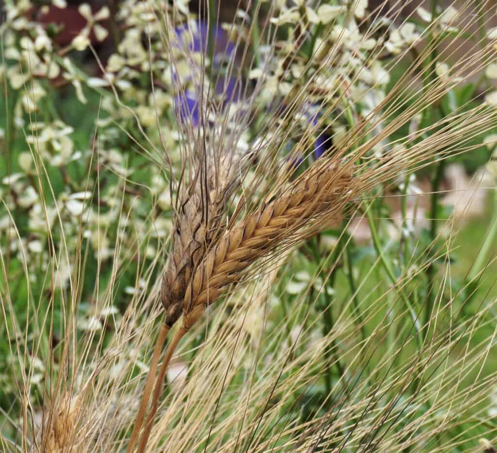 garden wheat with arugula flowers