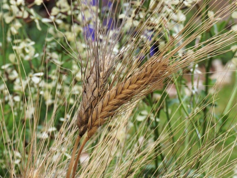 garden wheat with arugula flowers