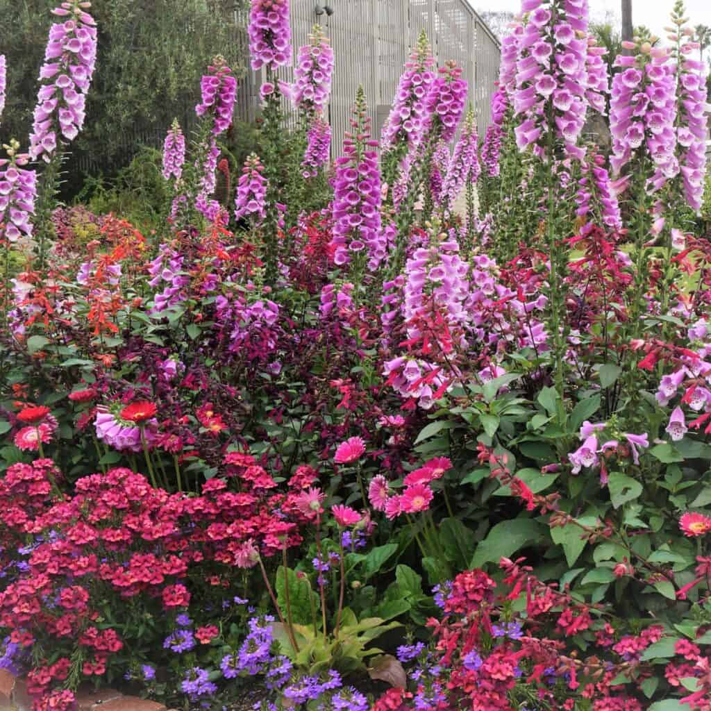 Flower color joy at Sherman Gardens where hummingbirds whiz through the foxgloves