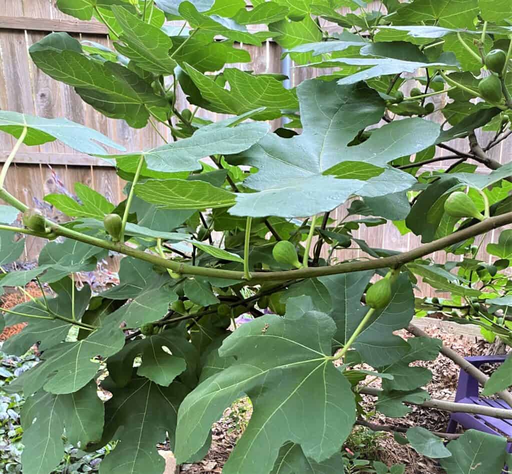 fig tree branches have a curvilinear form
