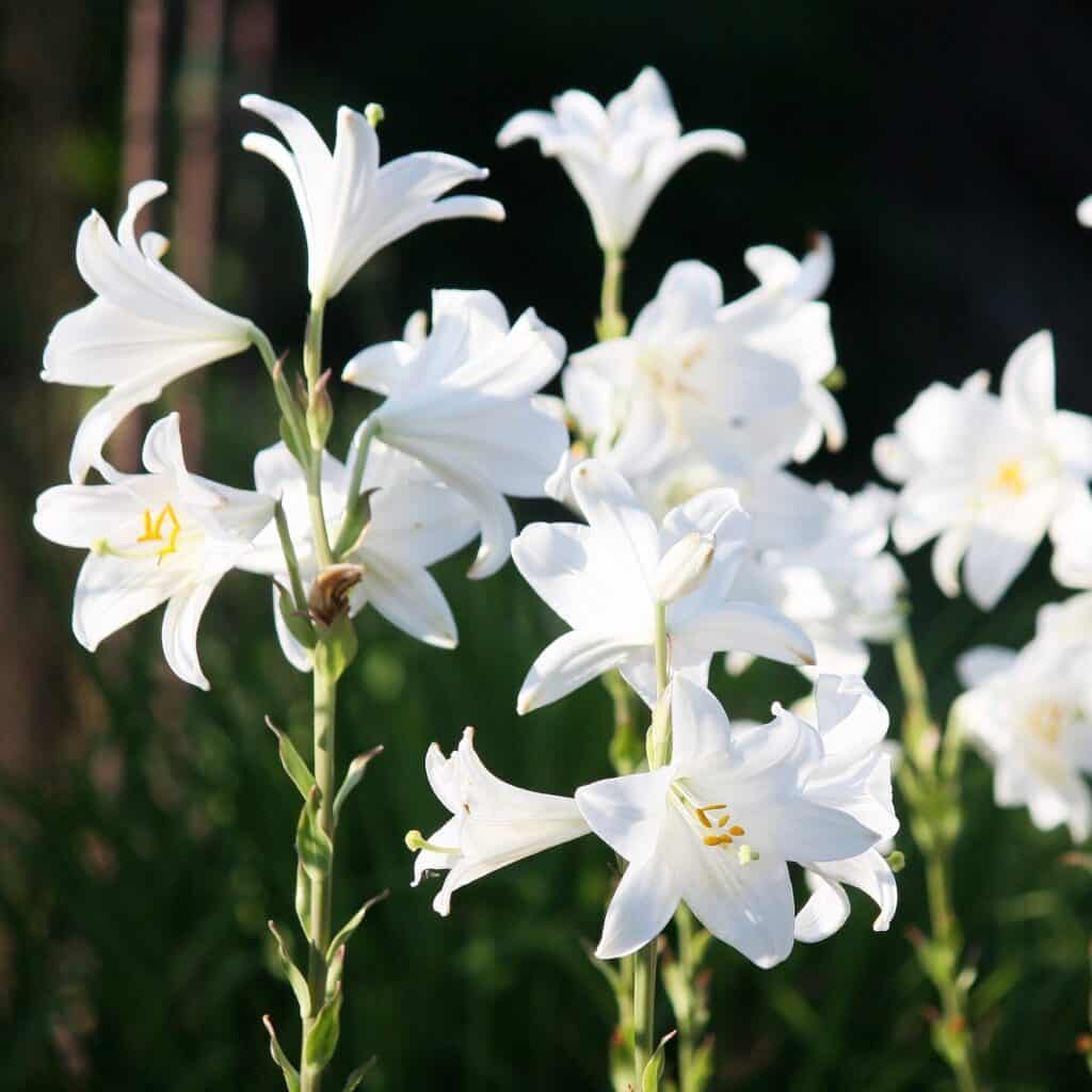 Madonna lilies, Lilium candidum