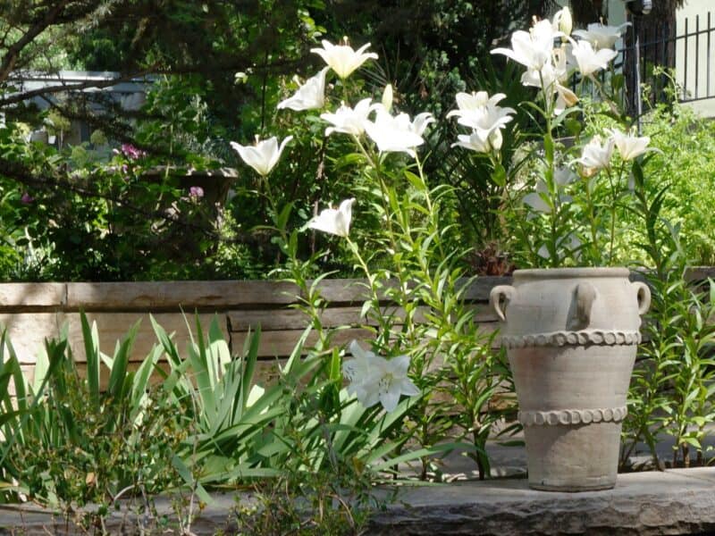 beaming lilies in the Scripture Garden at Denver Botanic Gardens