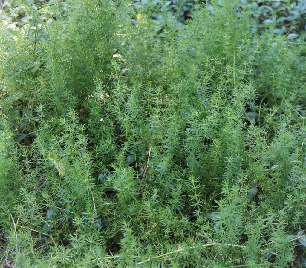 Lady's Bedstraw Galium verum makes a great ground cover in the Scripture Garden