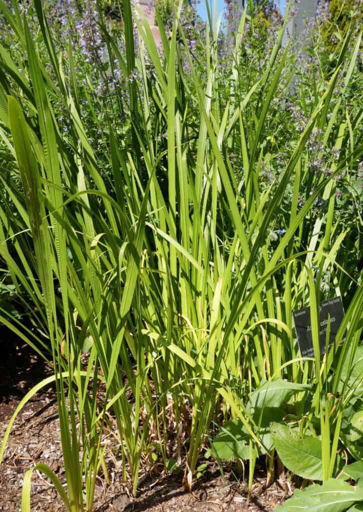 a clump of calamus, or sweet flag, at the Denver Botanic Gardens