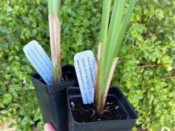 cultivating calamus from 3"transplants, Acorus calamus known as sweet flag