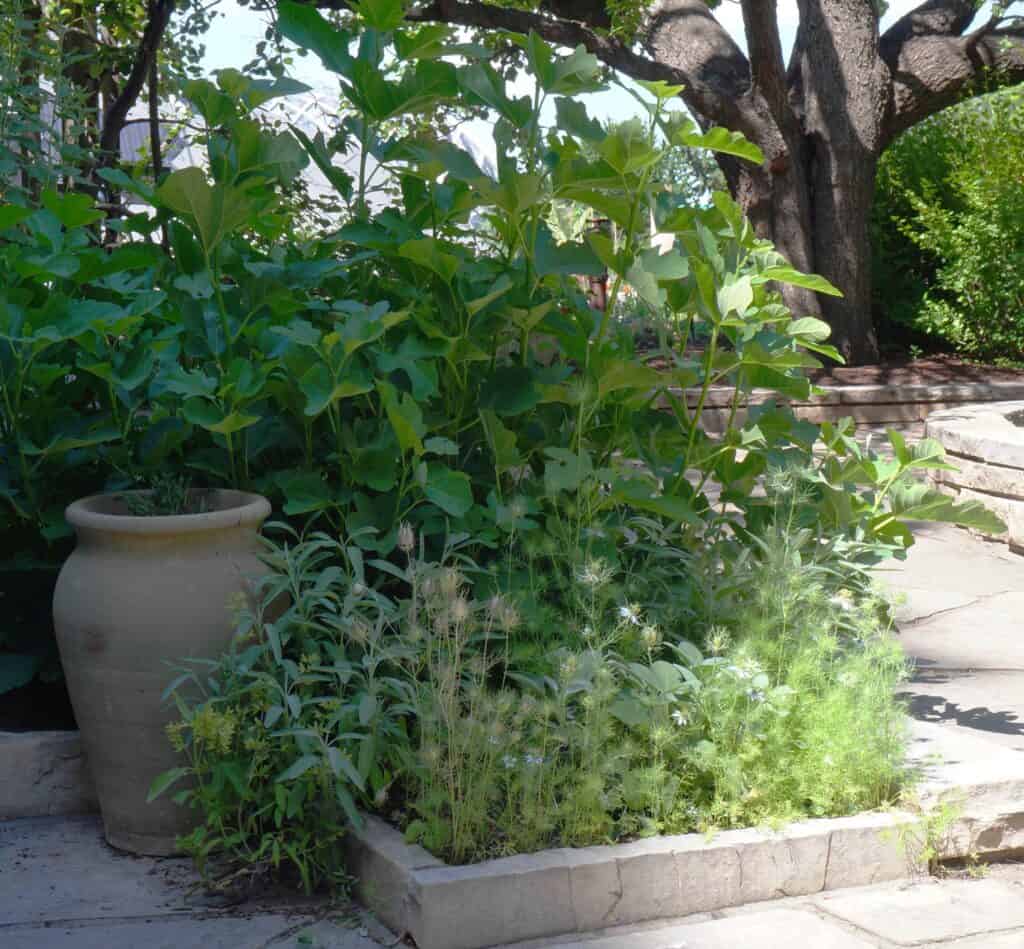 vignette of Biblical plants in the Scripture Garden at Denver Botanic: nigella flowers, fig, and apricot tree