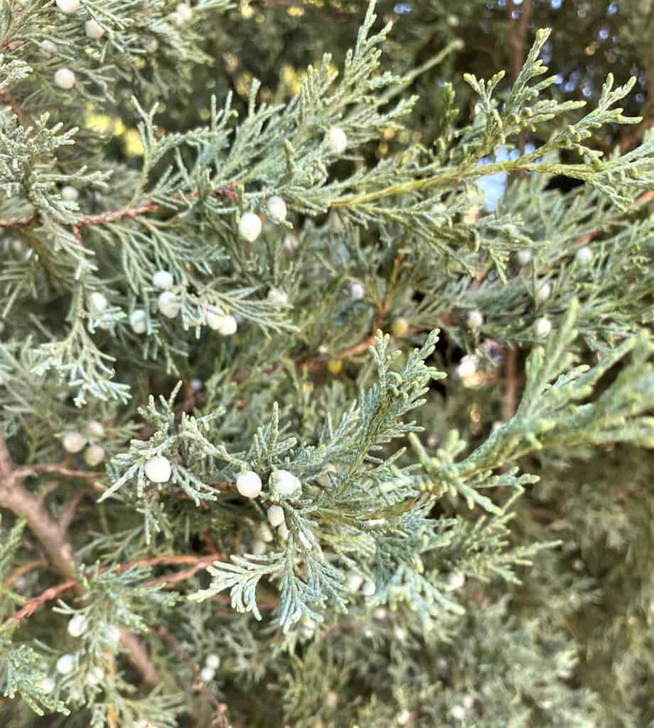 detail of Sky High Juniper from Bailey nurseries in Minneapolis