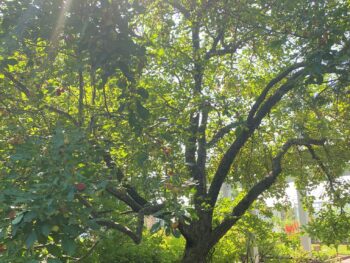 crabapple tree catching sun's rays in Minneapolis