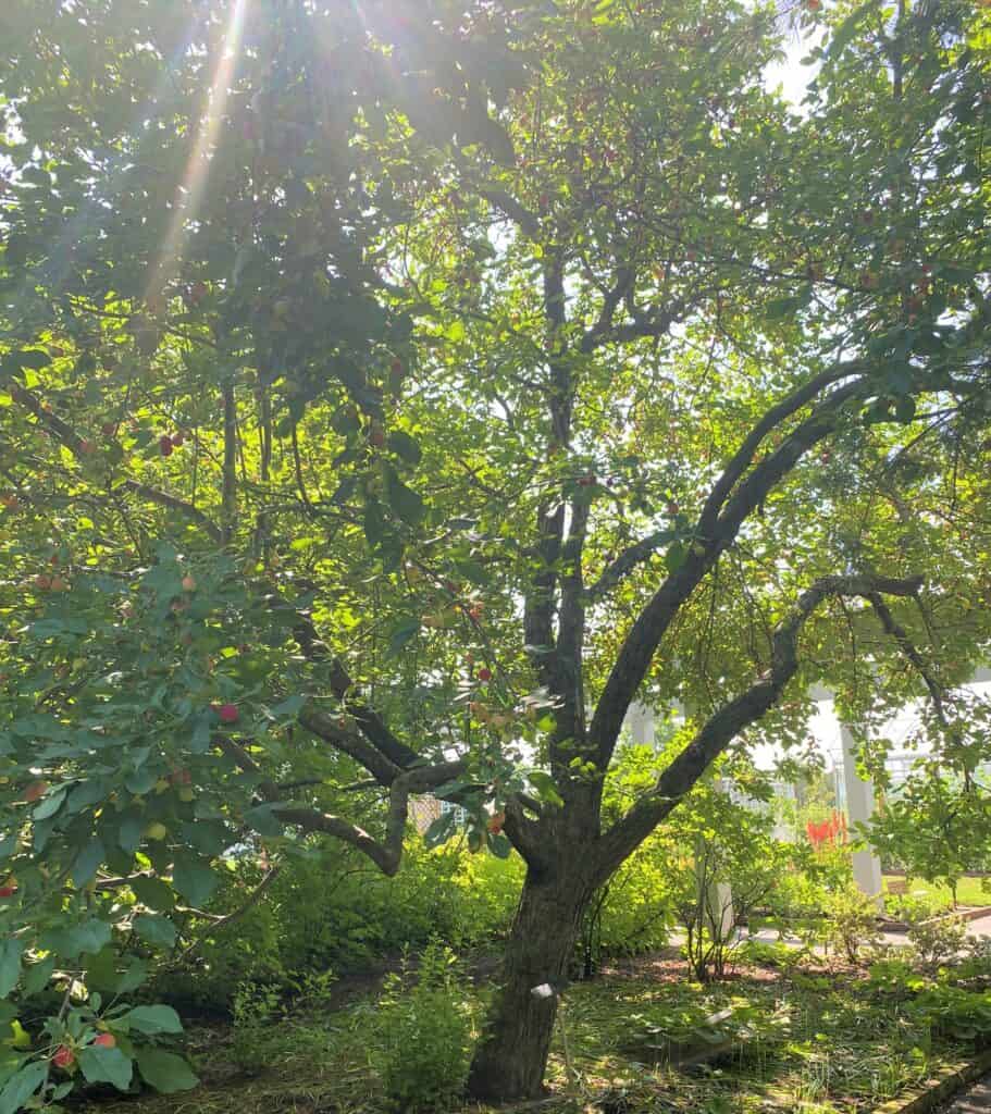 crabapple tree catching sun's rays in Minneapolis