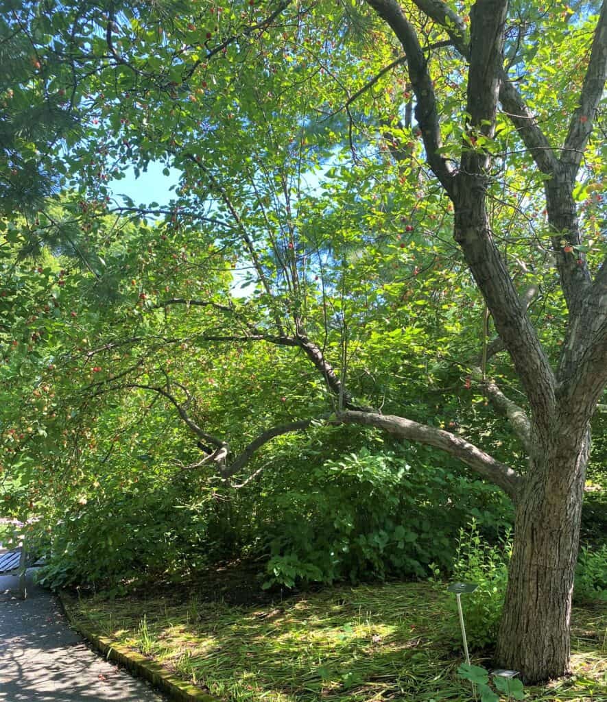 crabapple trees are among many Bible plants in Mnneapolis, this one from the Minnesota Landscape Arboretum