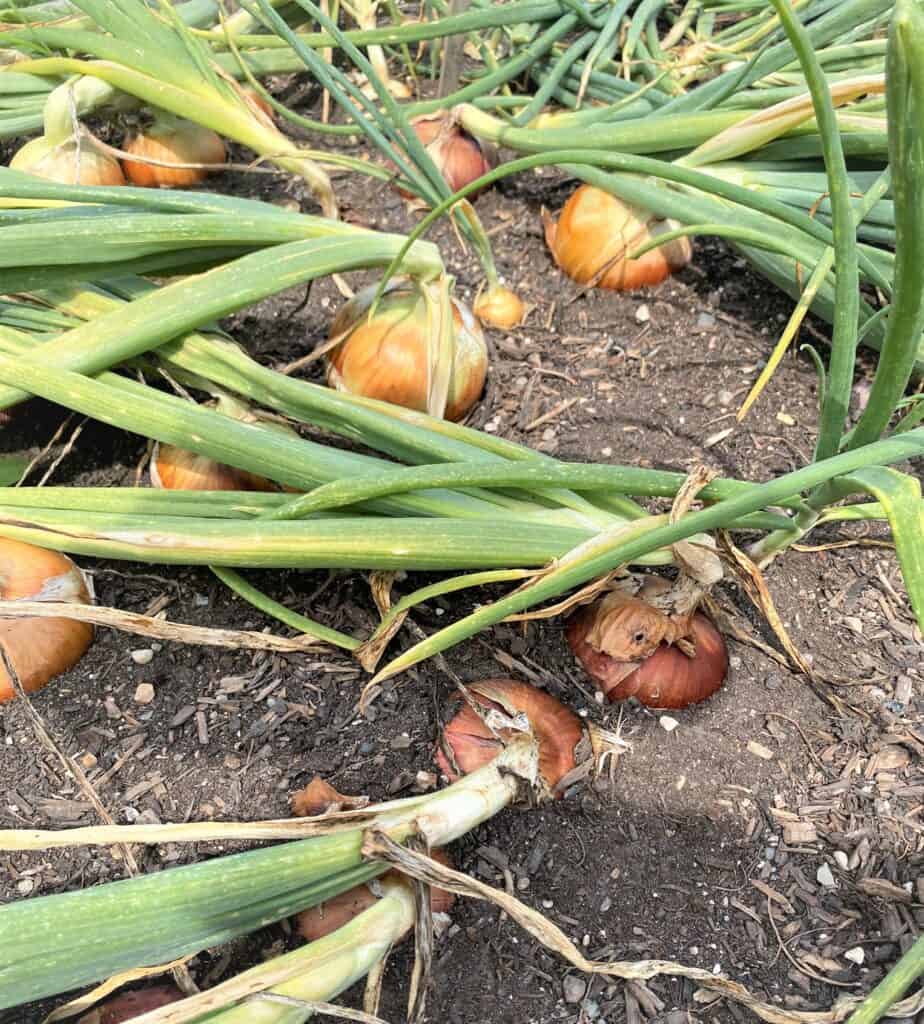 onions drying and curing in Meg McAndrews Cowden's garden outside Minneapolis, MN