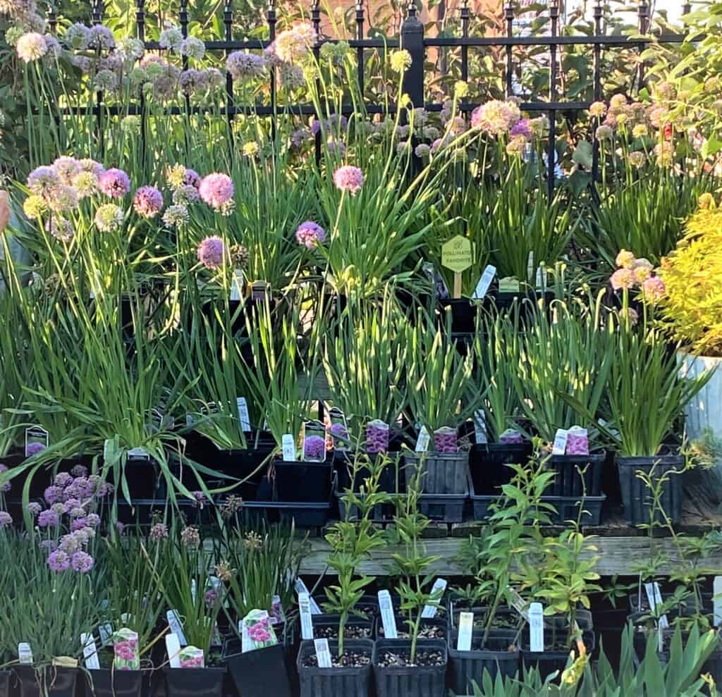ornamental alliums for sale at Tangletown Gardens
