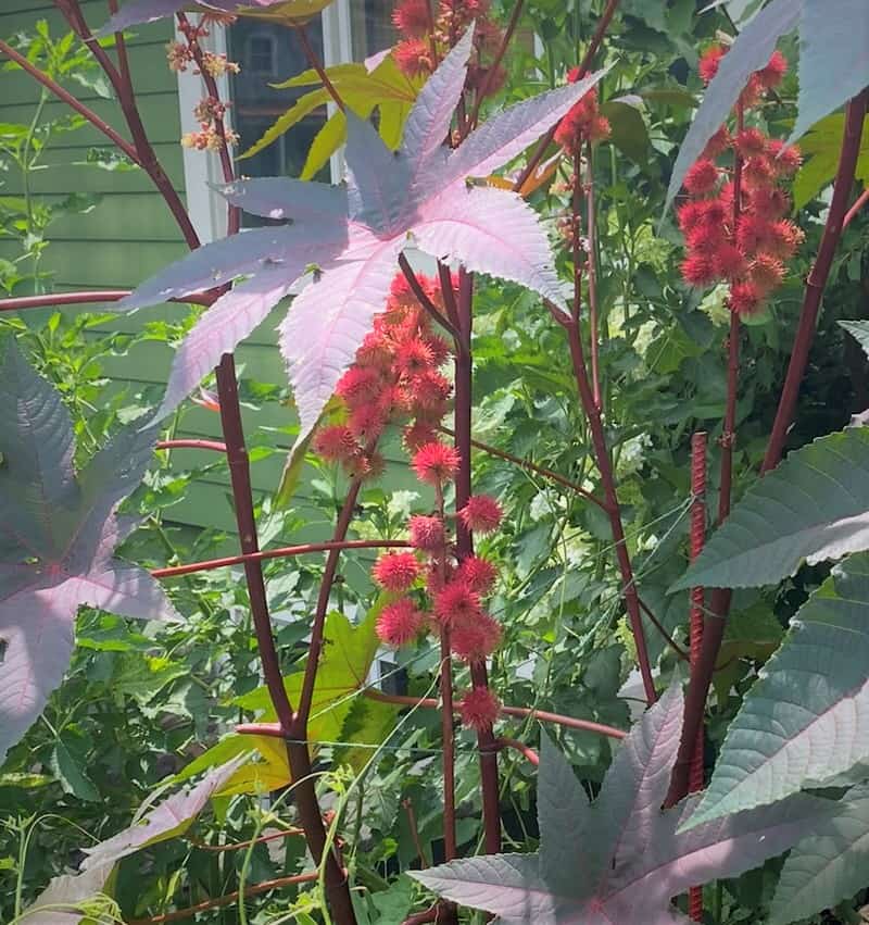castor "beans" close up - Bible plants in Minneapolis private garden