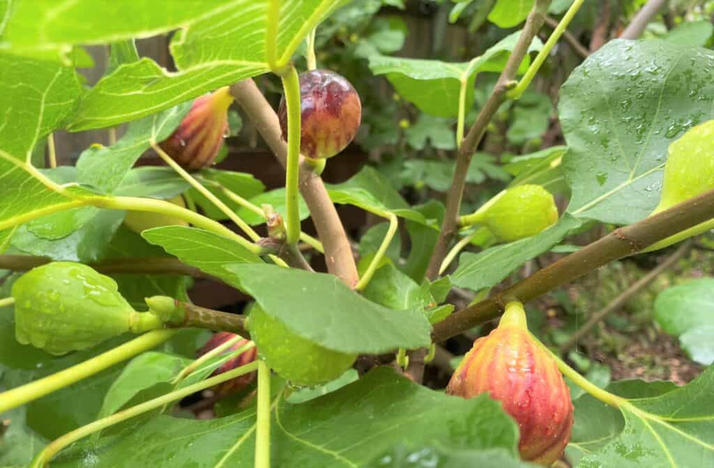 figs ready on the tree remind of Jeremiah 24
