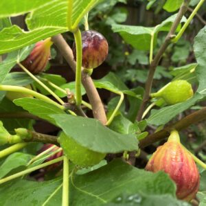Jeremiah 24 discusses good figs and bad figs